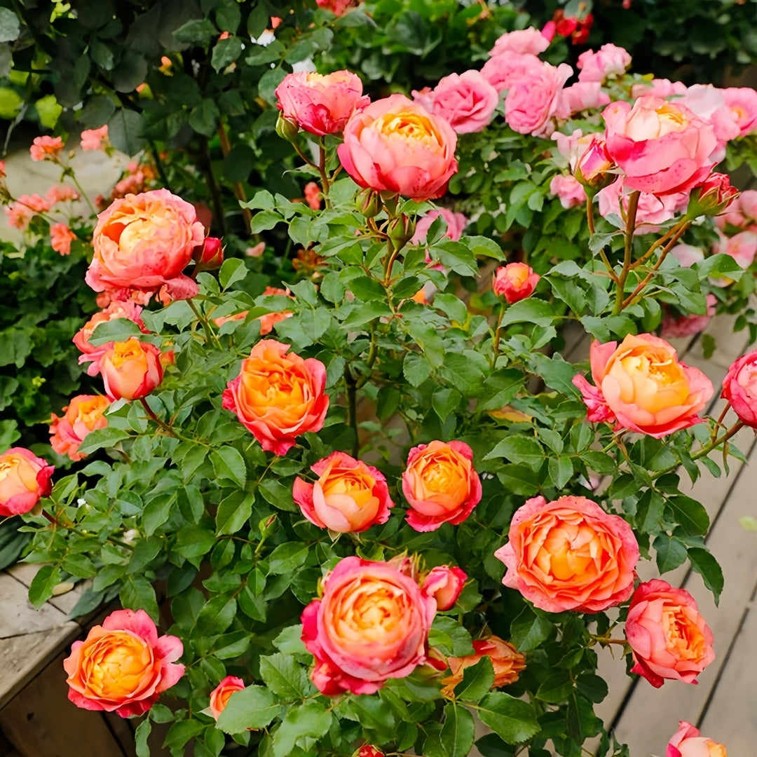 Fire X-pression Rose