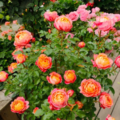 Fire X-pression Rose