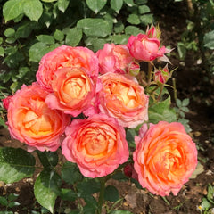 Fire X-pression Rose