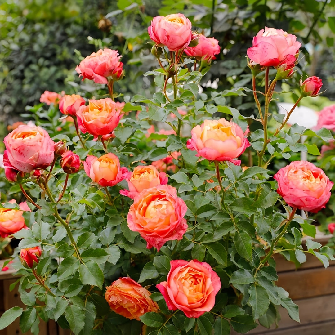 Fire X-pression Rose