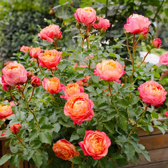 Fire X-pression Rose