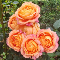 FIRE ROSE Fire X-pression Rose-大花美人｜Chinese shrub Rose – Ergongzy Roses