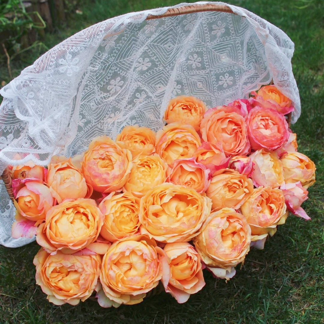 Fire X-pression Rose