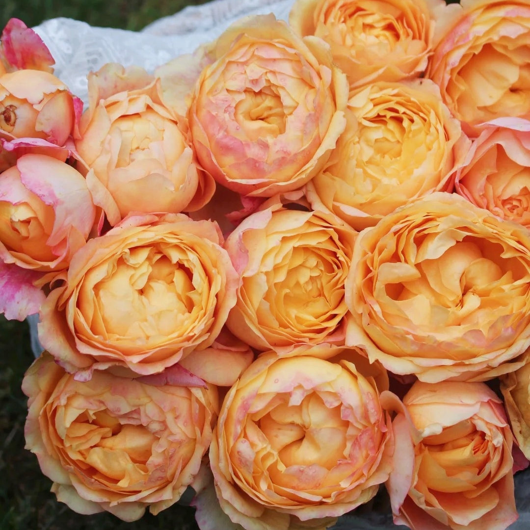 Fire X-pression Rose