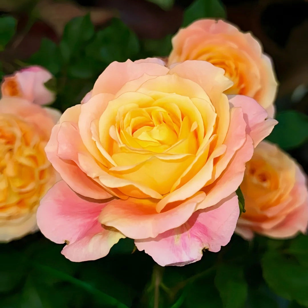 Fire X-pression Rose