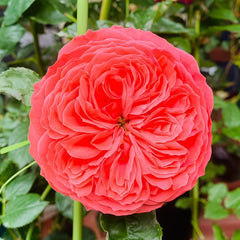 Flamingo Rose