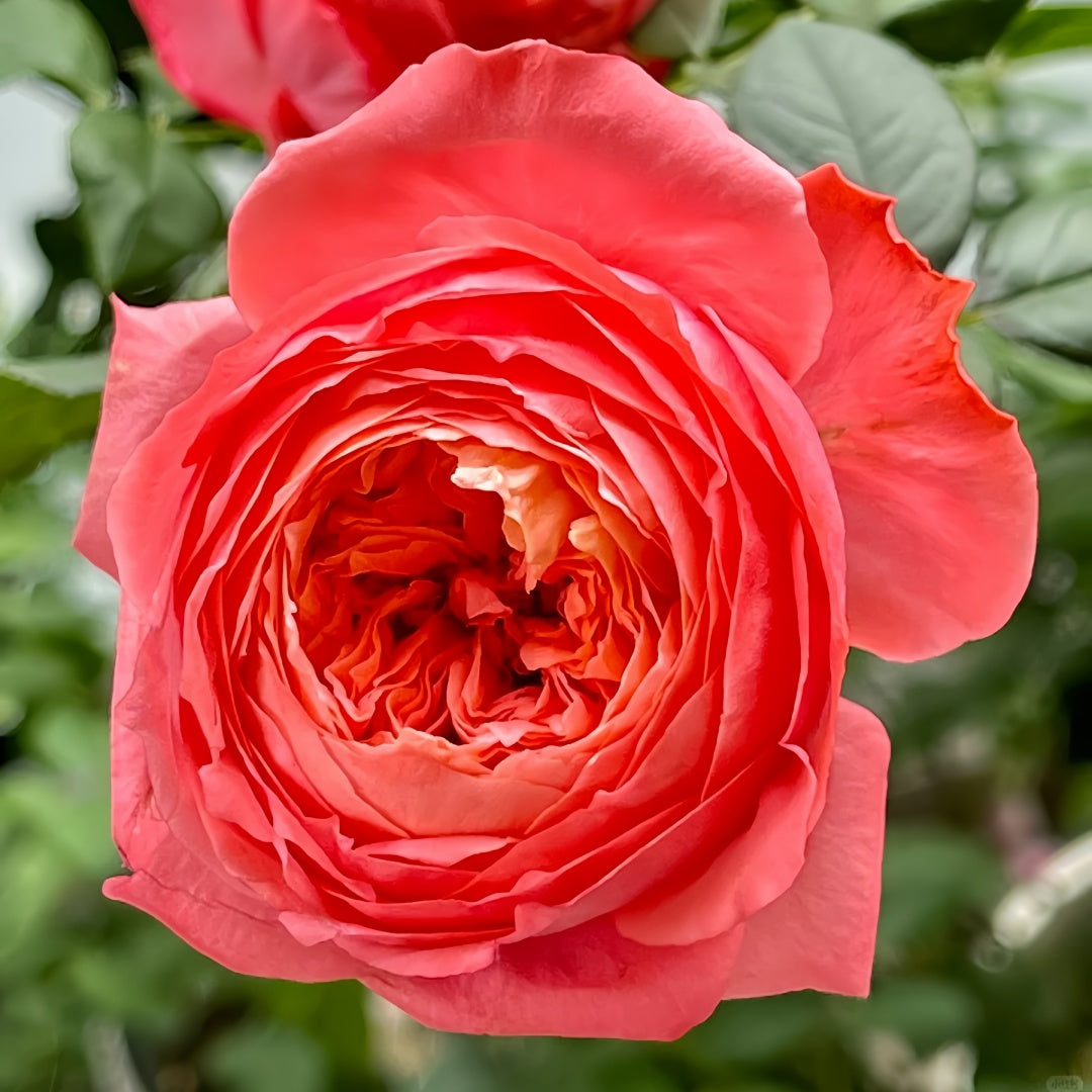 Flamingo Rose
