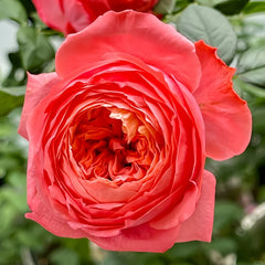 Flamingo Rose