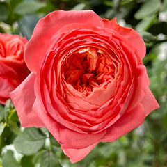 Flamingo Rose