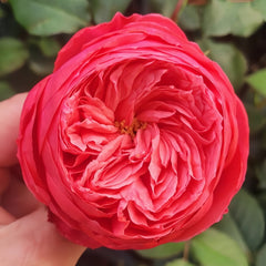 Flamingo Rose