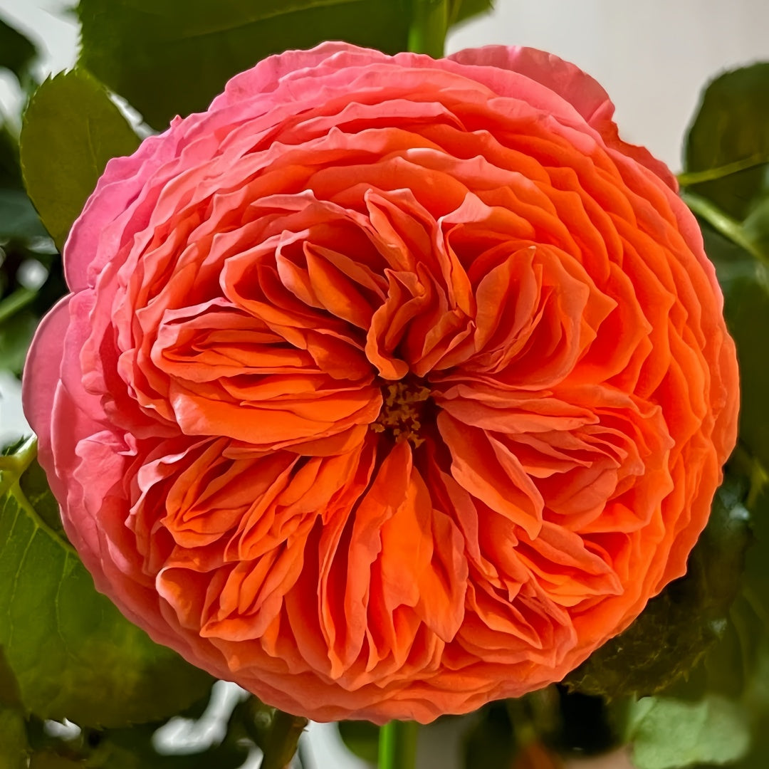 Flamingo Rose