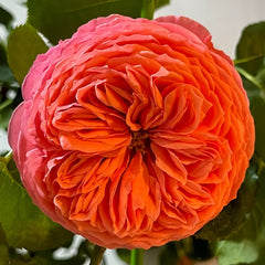 Flamingo Rose – Vibrant Orange-Red Cut Flower with Intense