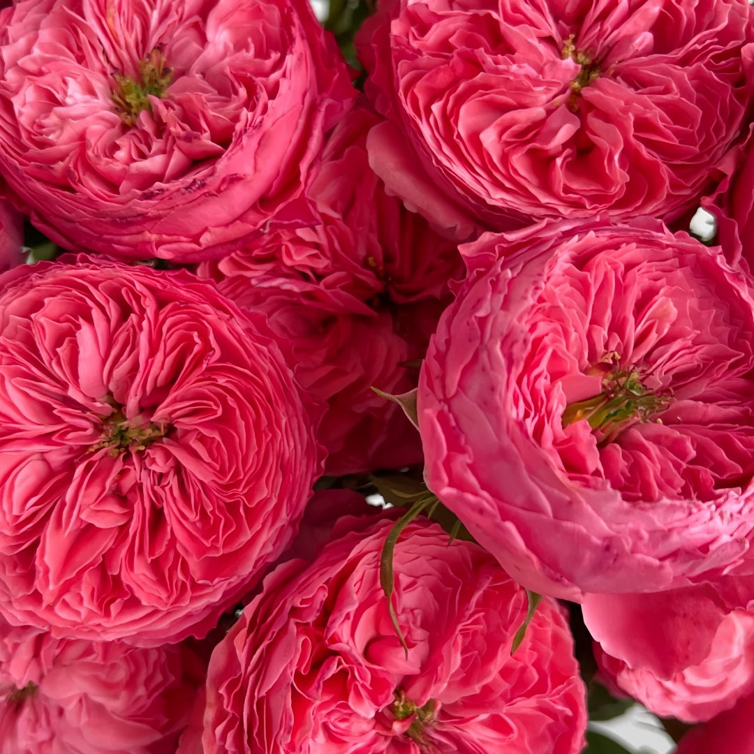 Flamingo Rose