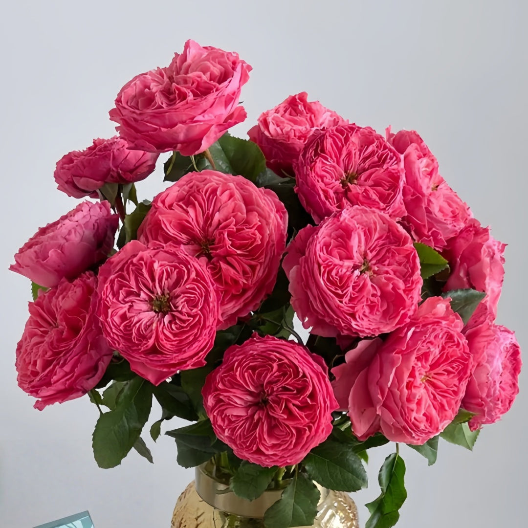 Flamingo Rose