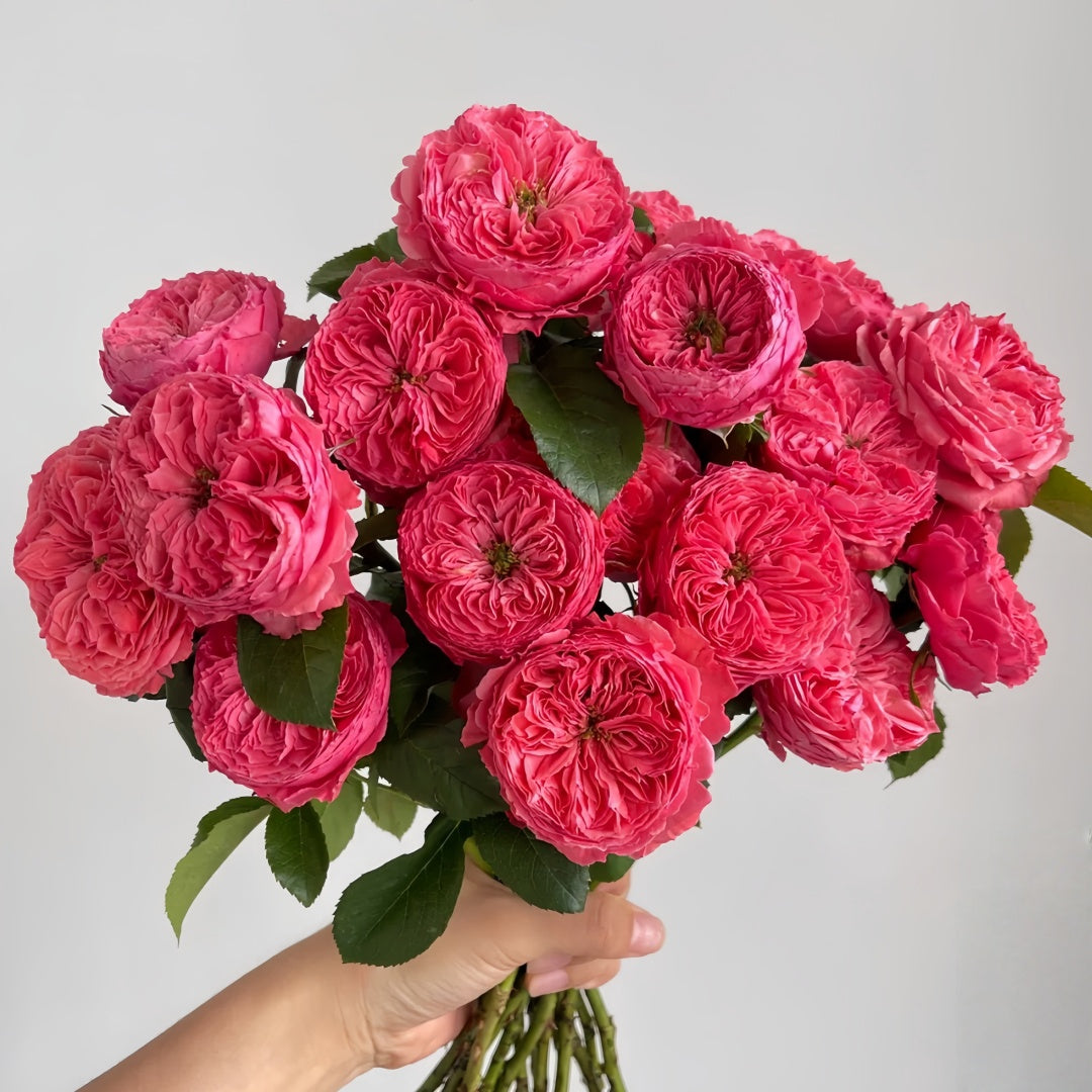 Flamingo Rose