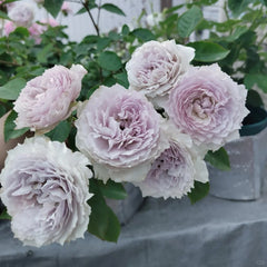 Floating moon Rose