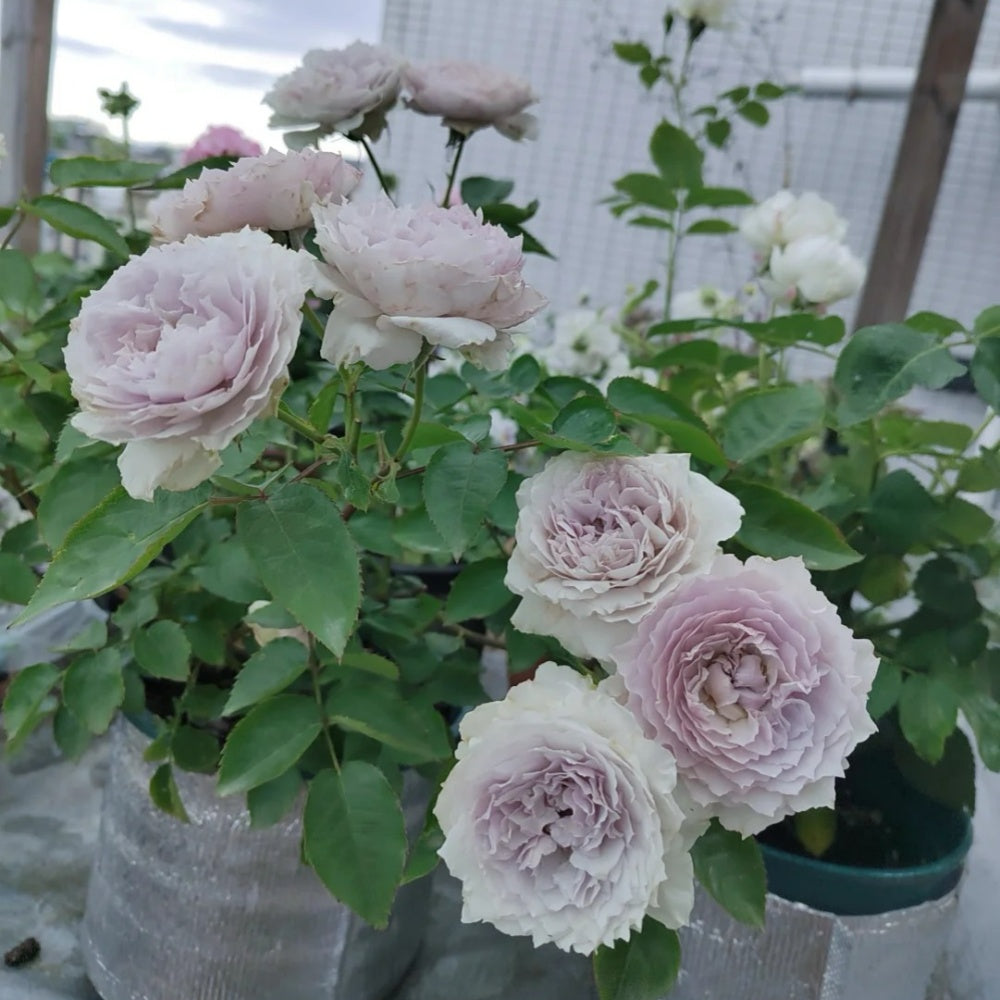 Floating moon Rose