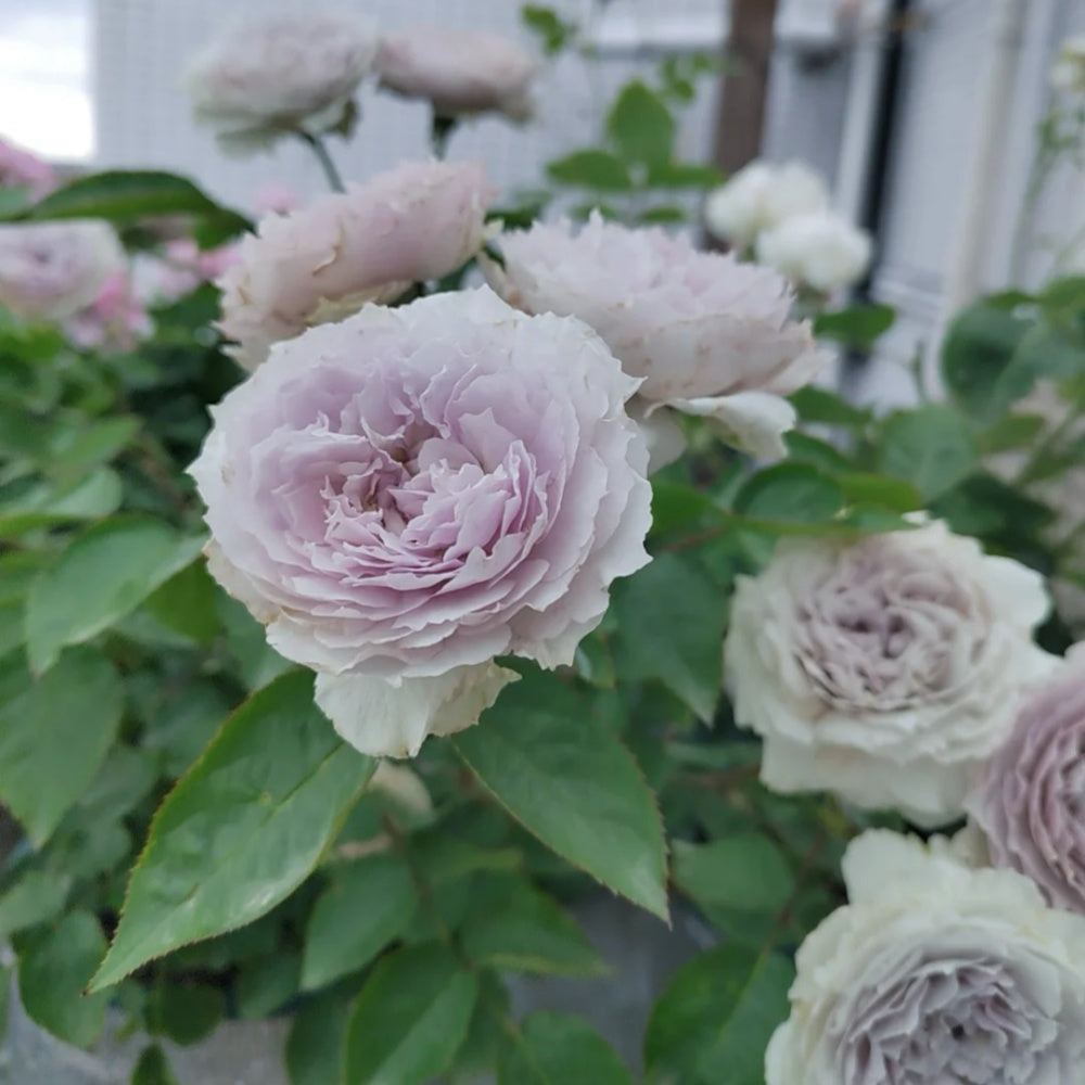 Floating moon Rose