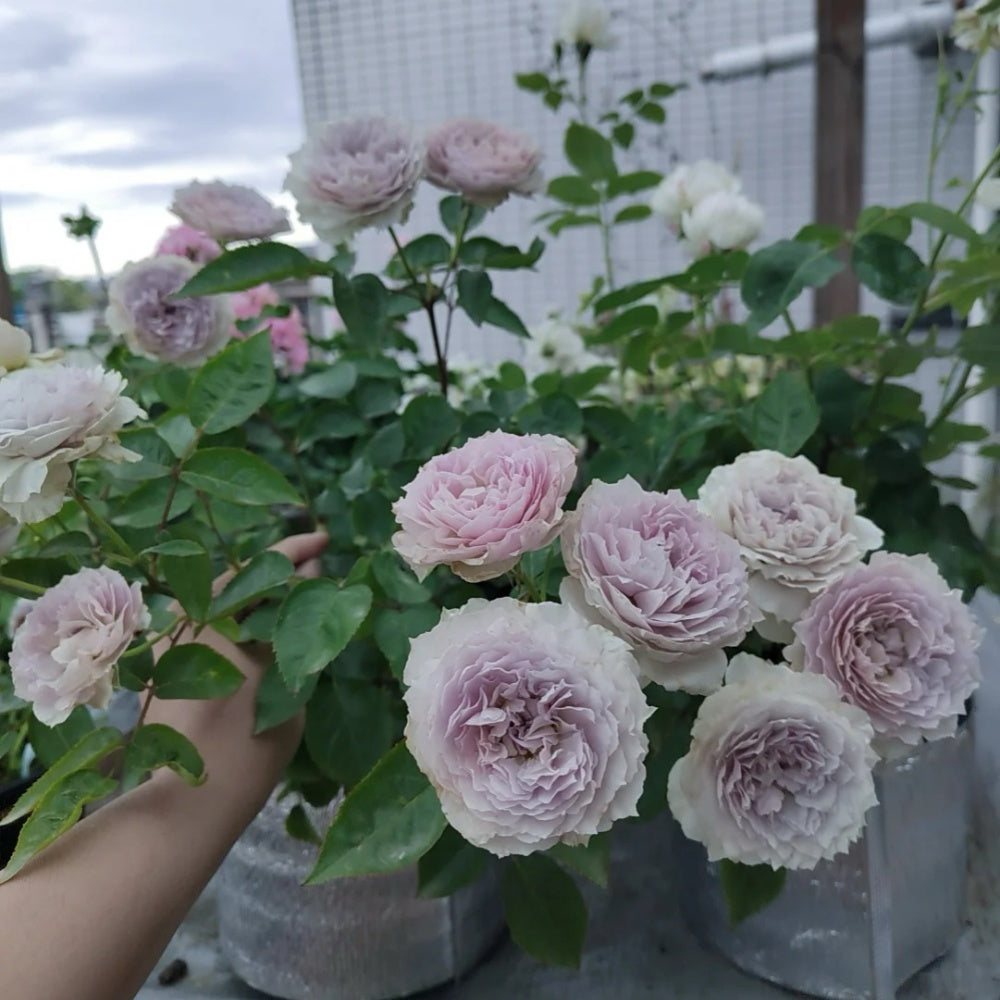 Floating moon Rose