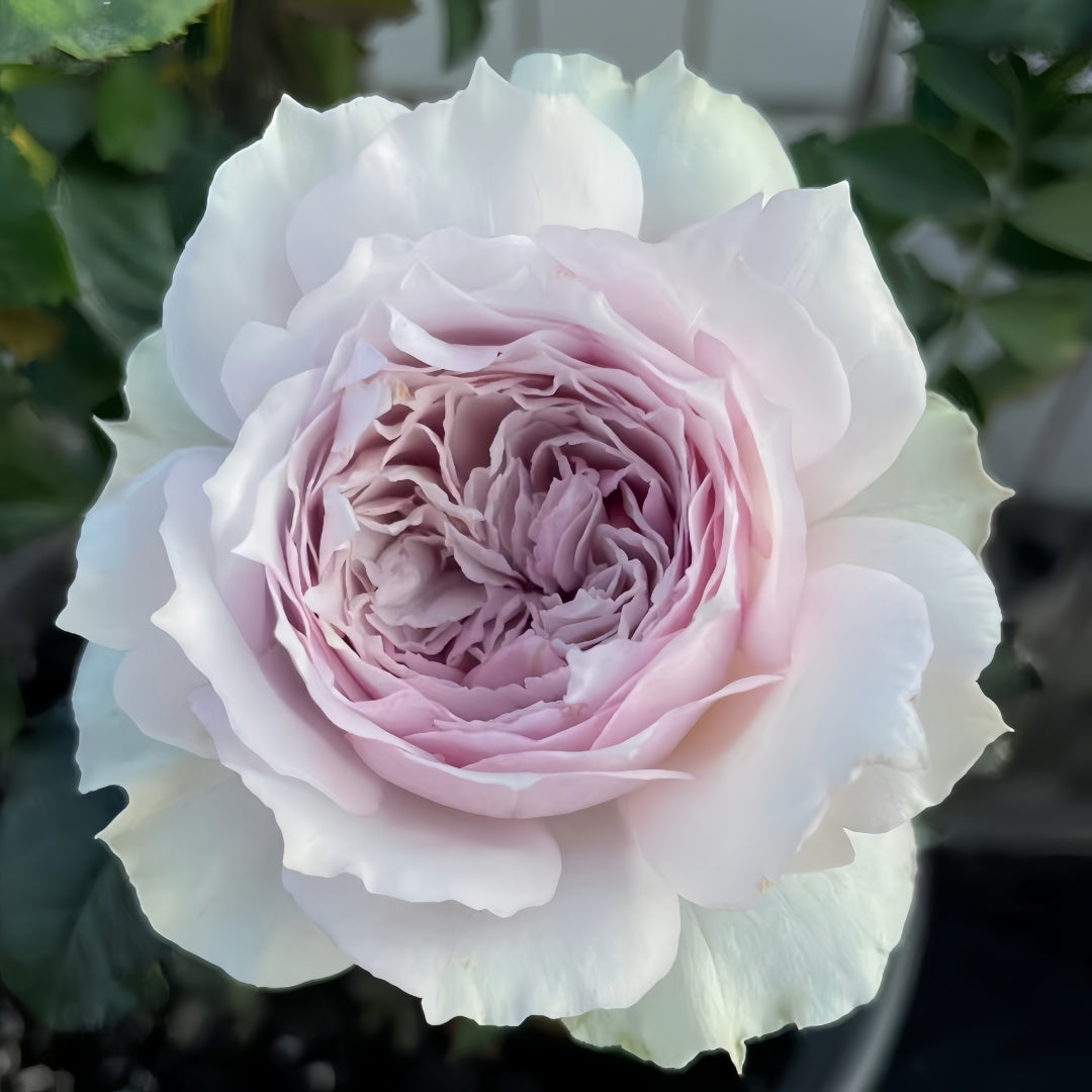 Floating moon Rose