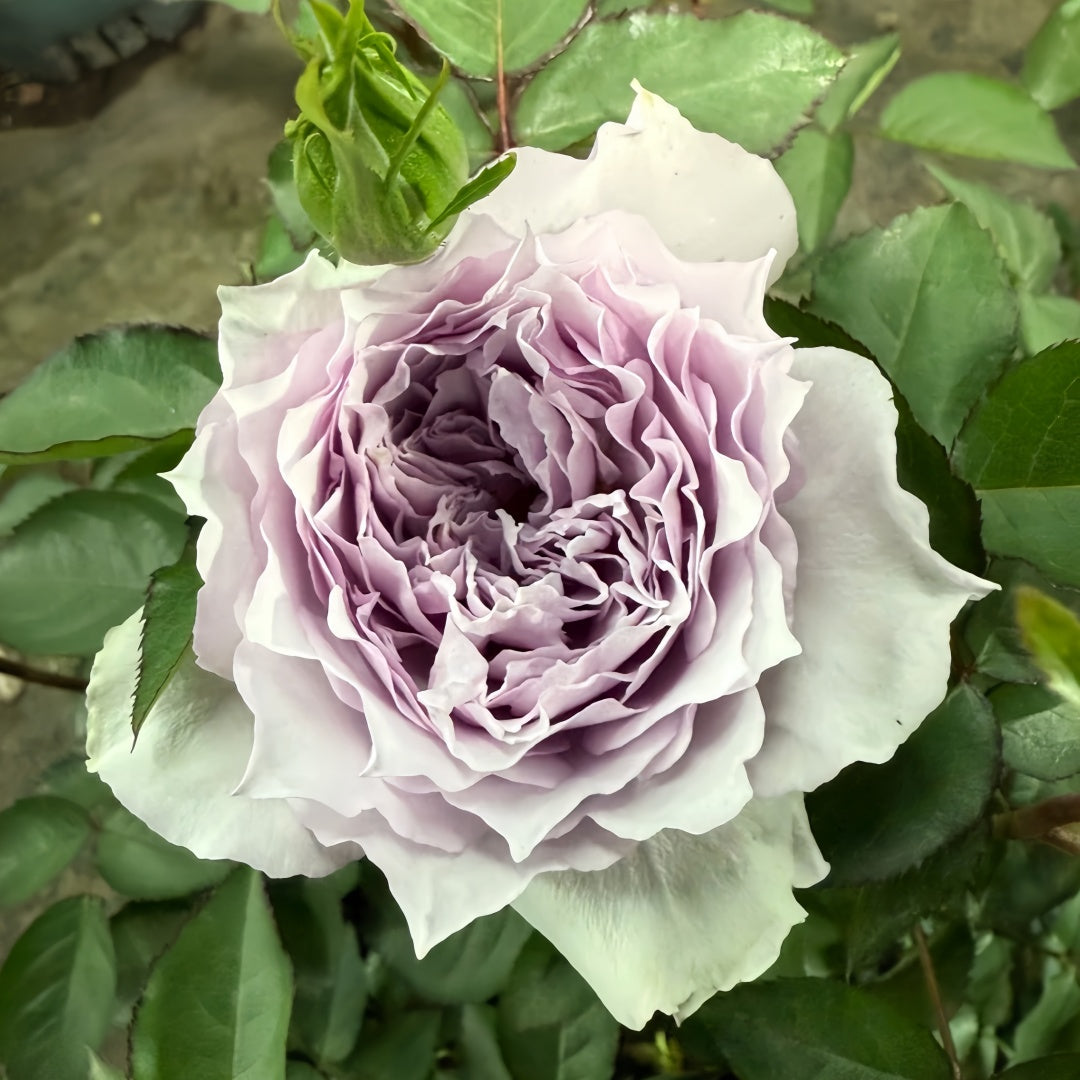 Floating moon Rose
