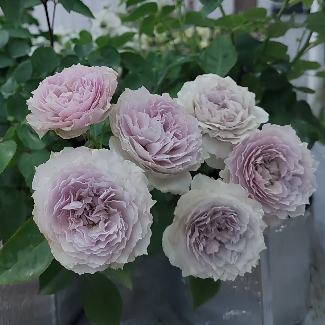 Floating moon Rose
