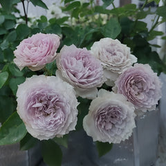 Floating moon Rose