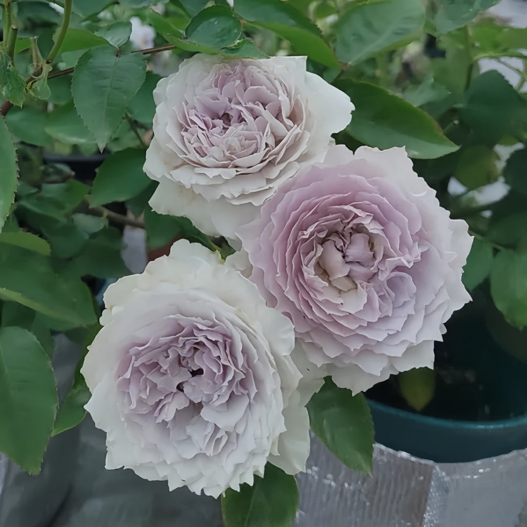 Floating moon Rose