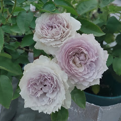 Floating moon Rose