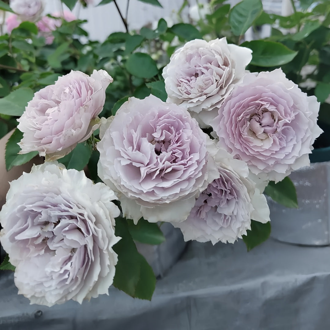 Floating moon Rose