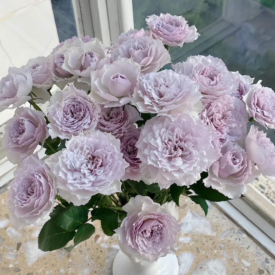 Floating moon Rose