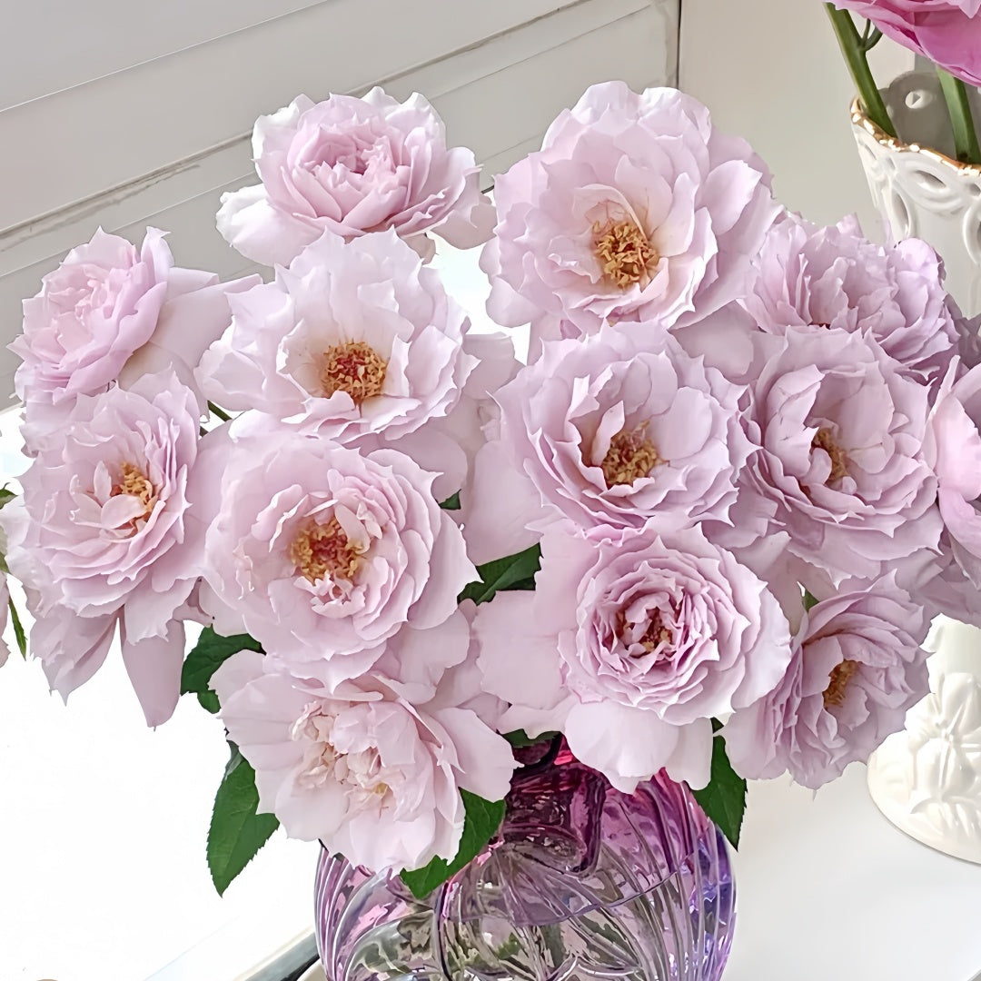 Floating moon Rose