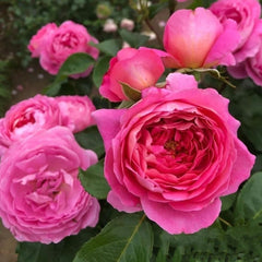 Fragonard Rose