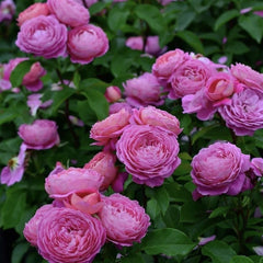 Fragonard Rose