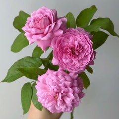 Fragonard Rose