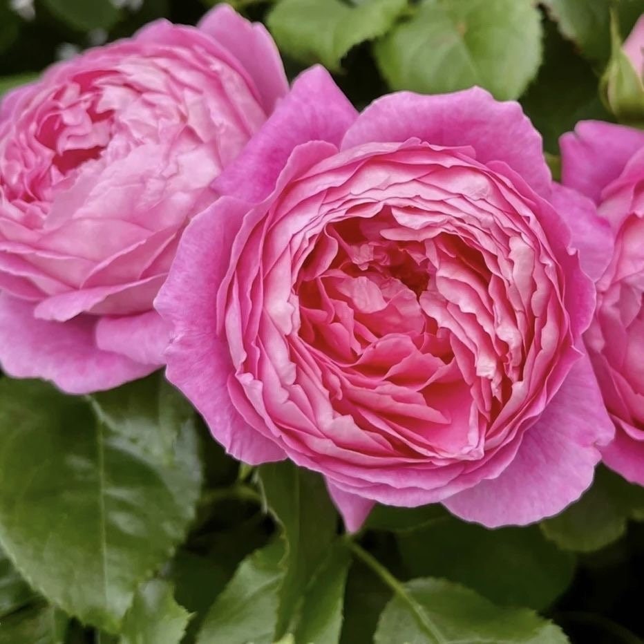 Fragonard Rose