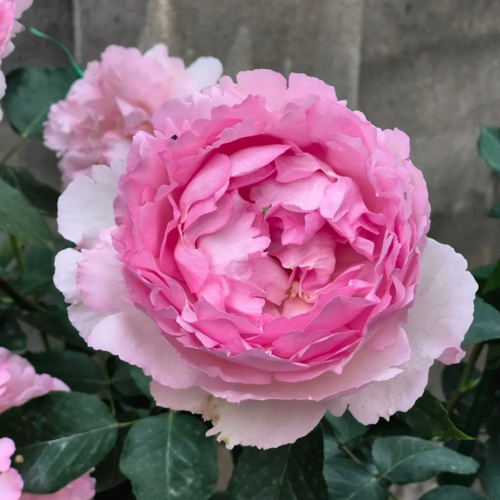 Fragrance of Fragrance Rose