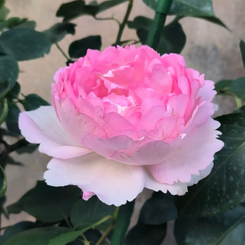 Fragrance of Fragrance Rose