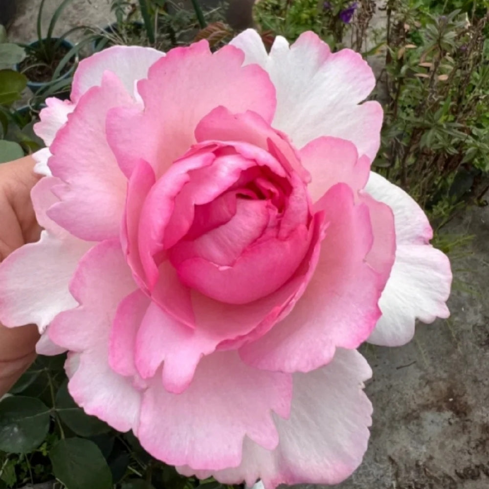 Fragrance of Fragrance Rose