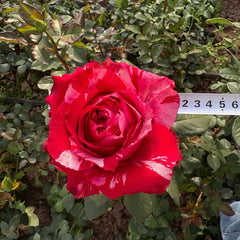 Frou Frou Rose