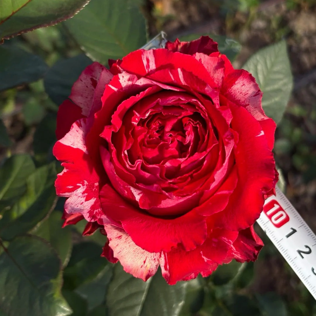 Frou Frou Rose