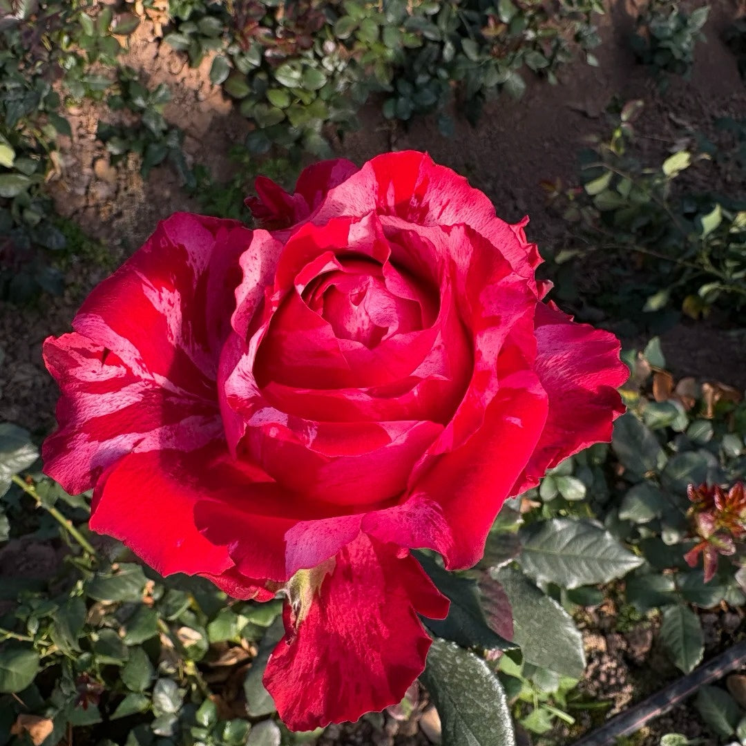 Frou Frou Rose