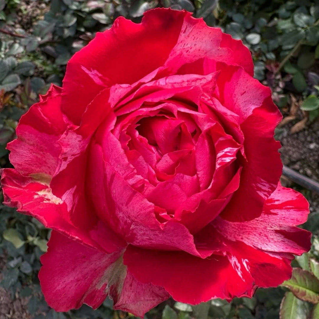 Frou Frou Rose