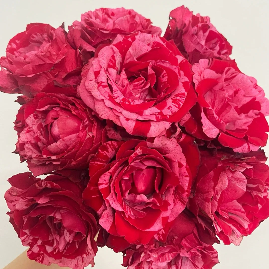 Frou Frou Rose