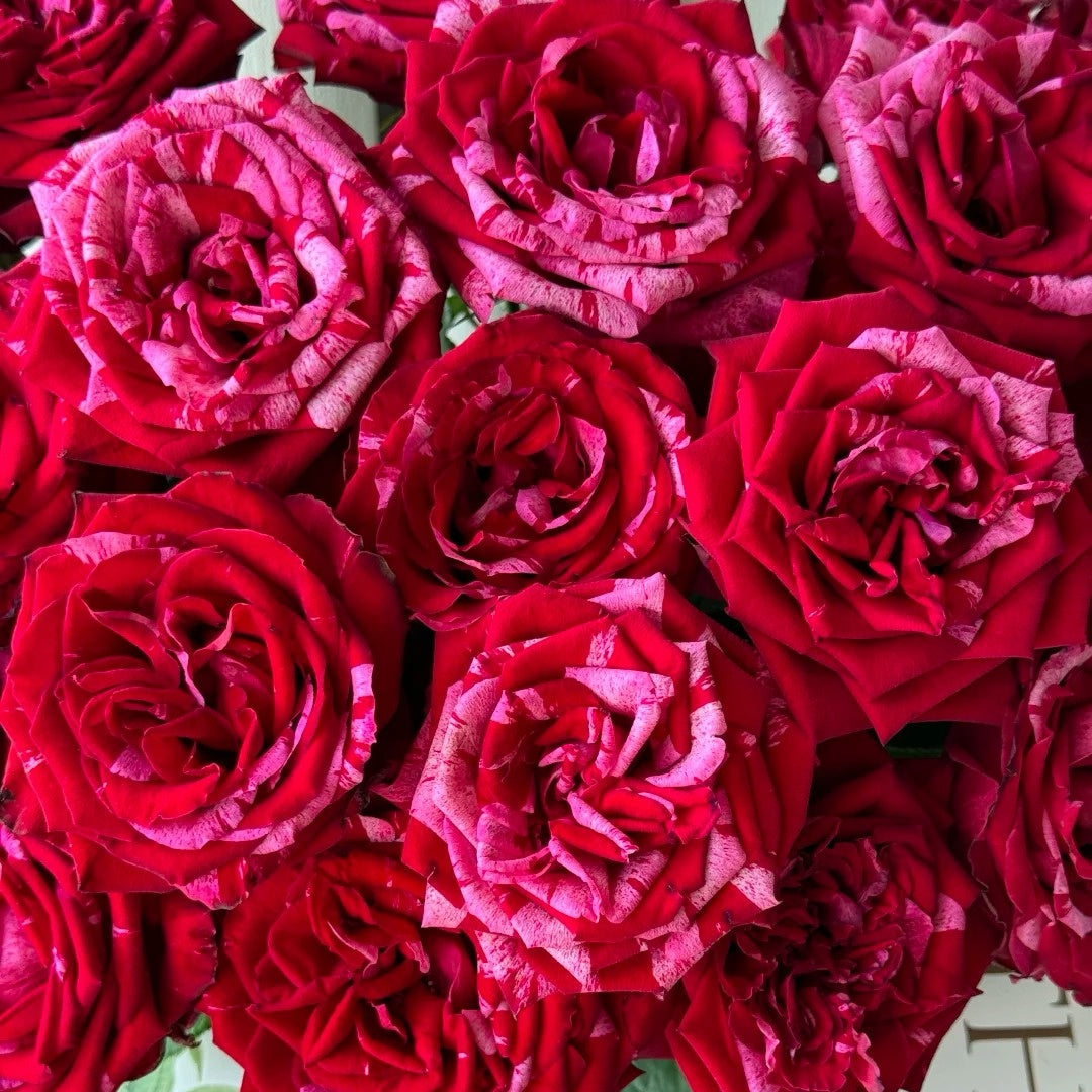 Frou Frou Rose
