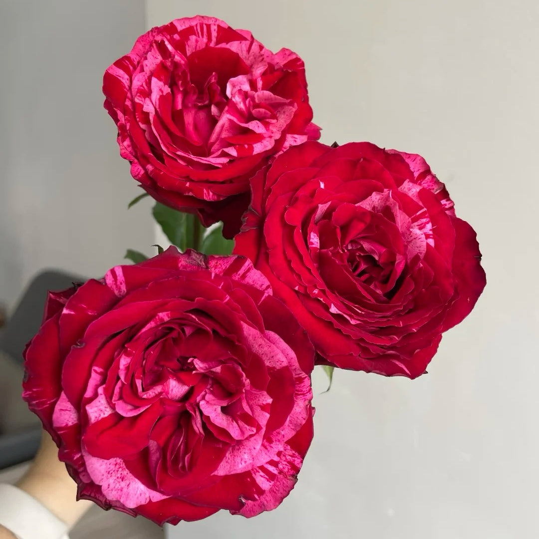 Frou Frou Rose