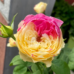 Fugetsu Rose