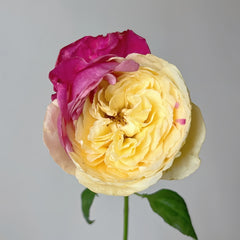 Fugetsu Rose