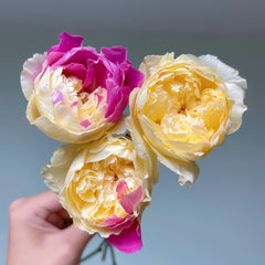 Fugetsu Rose