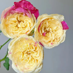Fugetsu Rose